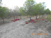 50 extintores aparecen tirados en una pinada de San Vicente