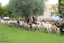 San Vicente participa en las Jornadas sobre la Cañada Real de la Universidad de Alicante