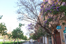 Servicios especiales de limpieza para minimizar la  suciedad que originan las jacarandas en las calles