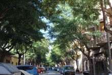 Medio Ambiente inicia una campaña con la vista puesta  en que San Vicente tenga un árbol por cada tres habitantes